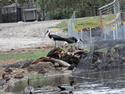 Straw-necked Ibis