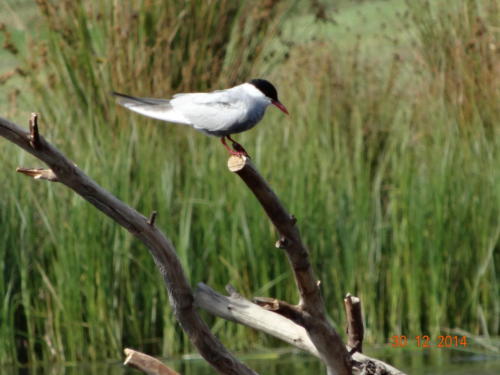 Whiskered Tern