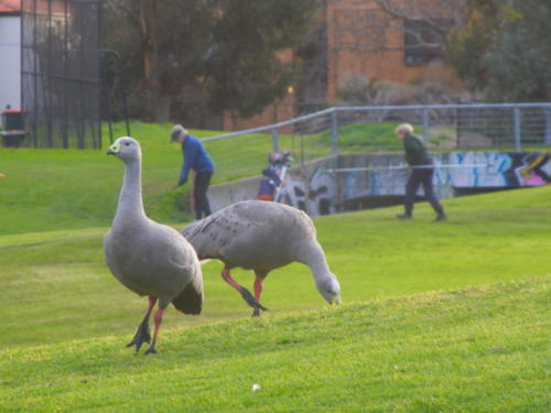 Cape Barren Geese