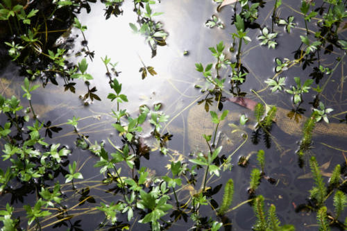 Large River Buttercup, Ranunculus papulentus