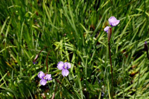 Long Purple Flag, Patersonia occidentalis