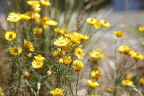 Sticky Everlasting, Xerochrysum viscosum