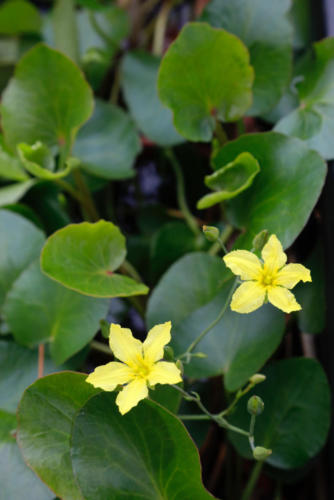 Running Marsh flower, Ornduffia reniformis