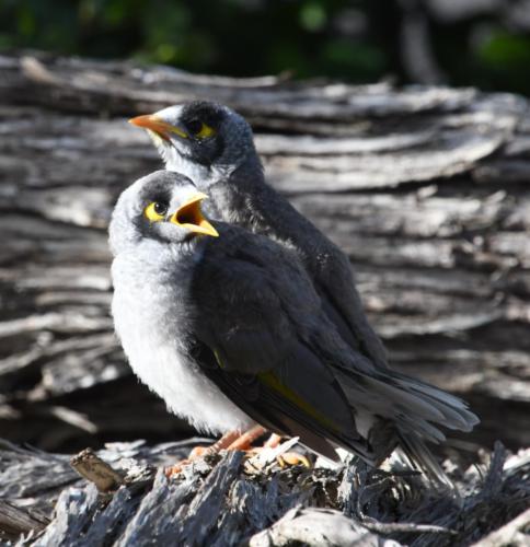 Noisy Miners