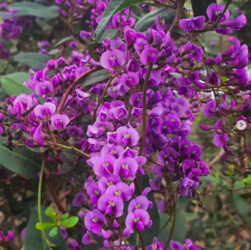 Purple Coral Pea, Hardenbergia violacea