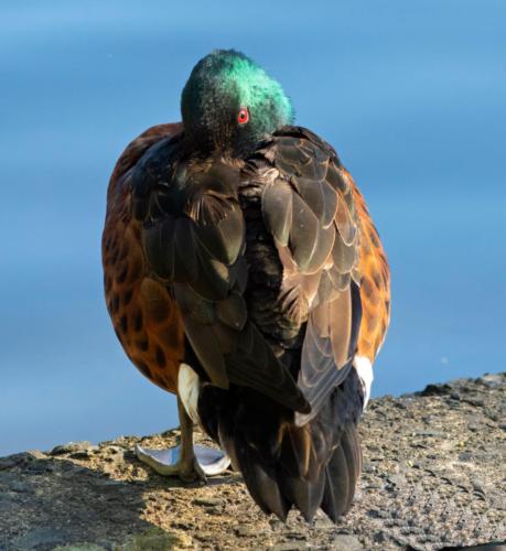 Chestnut Teal 