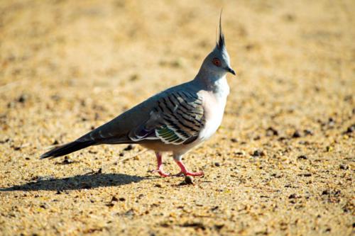 Crested Pigeon