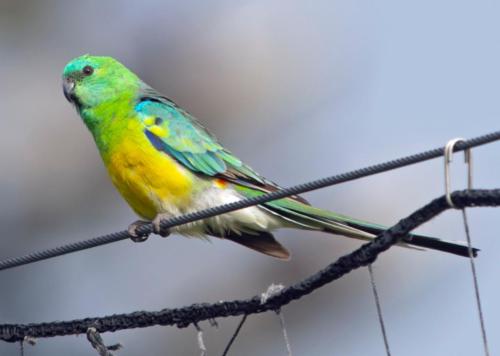 Red-rumped Parrot