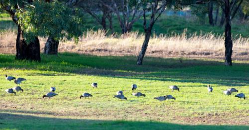 Wood Ducks