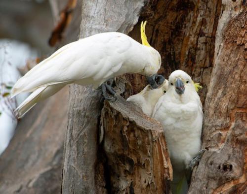 Sulphur-crested Cockatoo