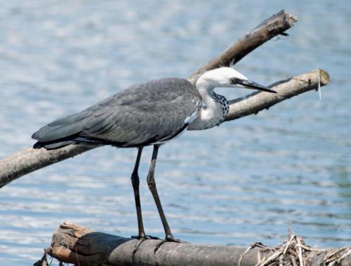 White-necked Herron 