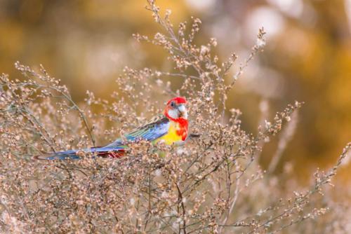 Eastern Rosella