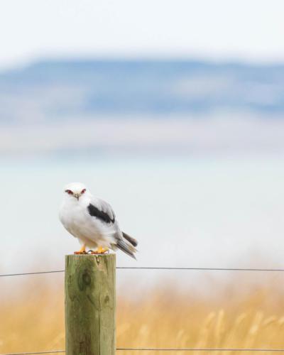 Black-shouldered Kite