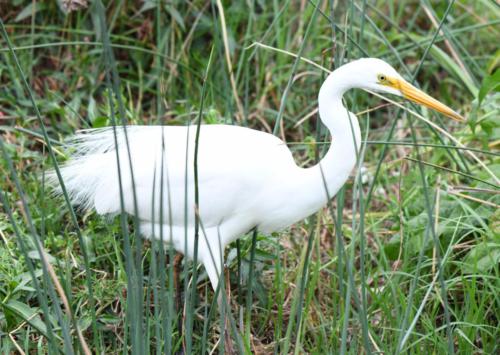 Eastern Great Egret