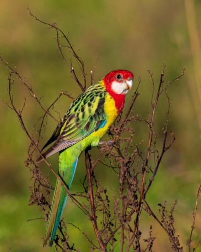 Eastern Rosella