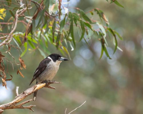 Grey Butcherbird