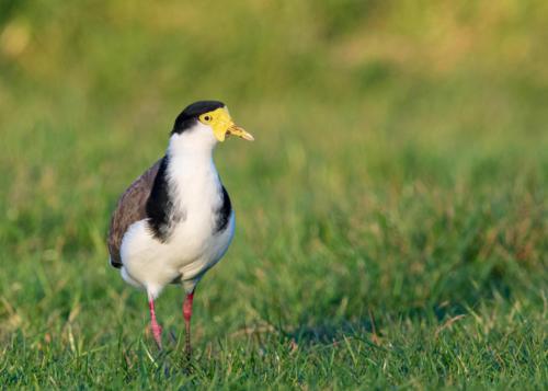 Masked Lapwing