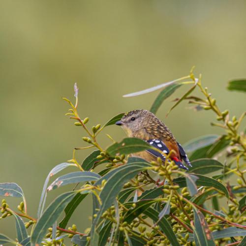 Spotted Pardalote