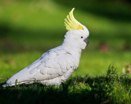 Sulphur-crested Cockatoo